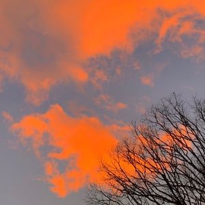 Meet your Posher, Phoebe